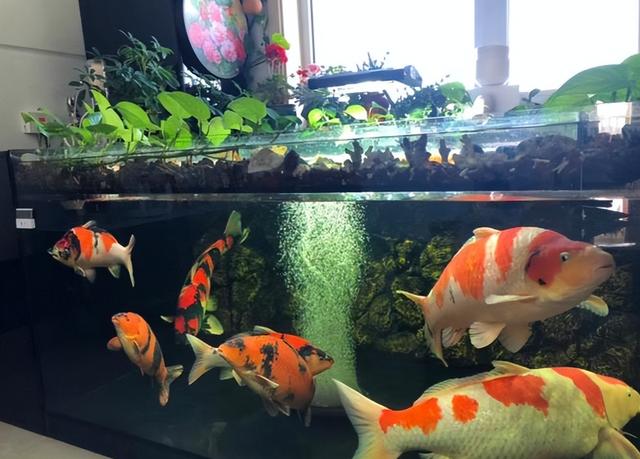 锦鲤养几条于缸最吉祥 啥色锦鲤能招财