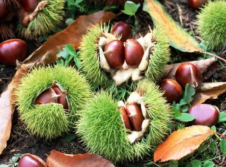 板栗树风水讲究 板栗树风水讲究