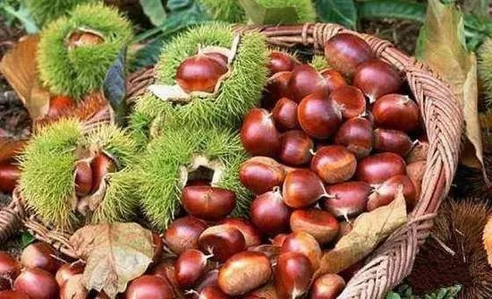 板栗树风水讲究 板栗树风水讲究