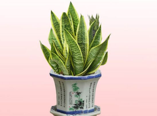 新房装修风水植物的摆放