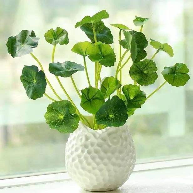 卧室放什么植物最旺财又健康 发财树催旺金钱运 卧室放什么植物最旺财又健康 发财树催旺金钱运