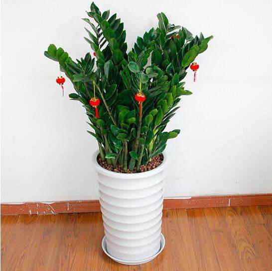 过年养什么花放家里好  金钱树让人财运亨通