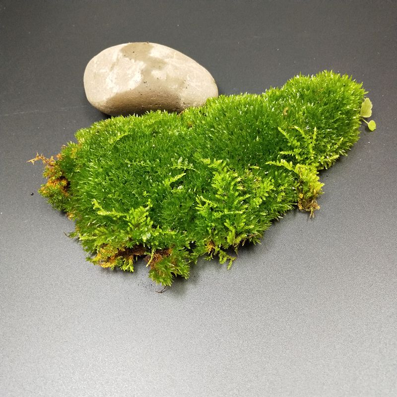 家中财位摆放什么绿植旺财  最适合摆放的招财物品