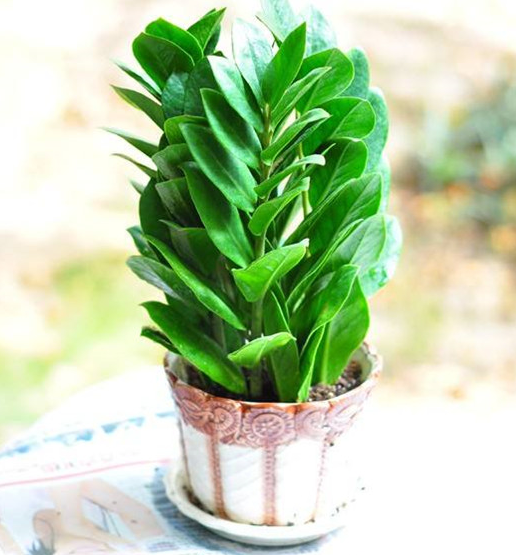 客厅适合放的招财植物 客厅适合放的招财植物