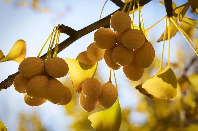 大门口两边最旺宅的植物 适合种什么 大门口两边最旺宅的植物 适合种什么