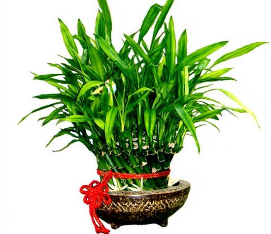 富贵竹可以放在卧室吗,养在家里对人体好不好-易德轩吉祥商城
