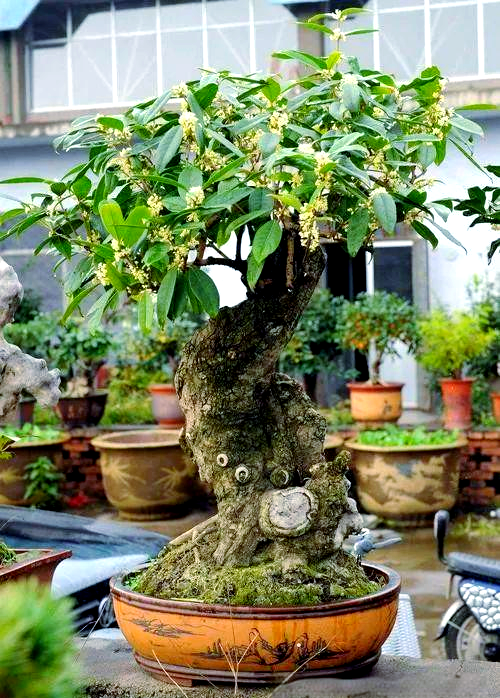 园艺催财秘籍，如何利用绿色植物吸引财富？