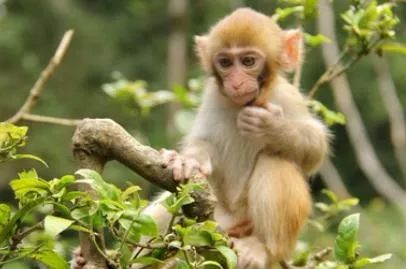 生肖运势预测　下半年开始得财有道，财喜落家宅的生肖- 易德轩吉祥商城
