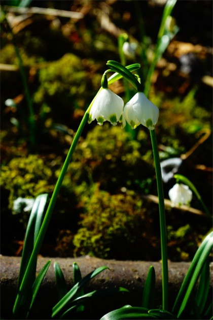 十二生肖运势预测“命中藏金”的3大生肖女- 易德轩吉祥商城 十二生肖运势预测“命中藏金”的3大生肖女- 易德轩吉祥商城