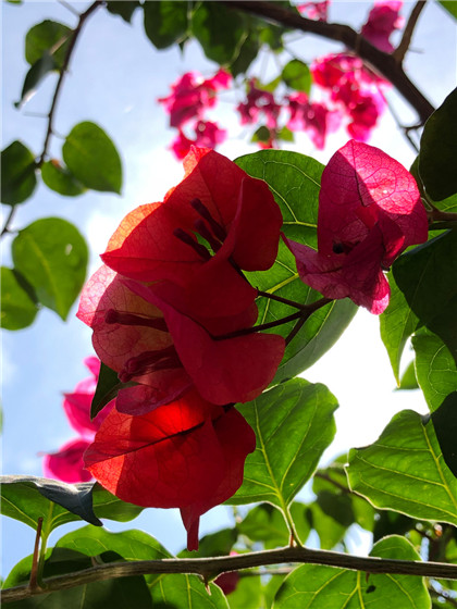 十二生肖运势：一生永远把父母放在第一位的三大生肖- 易德轩吉祥商城