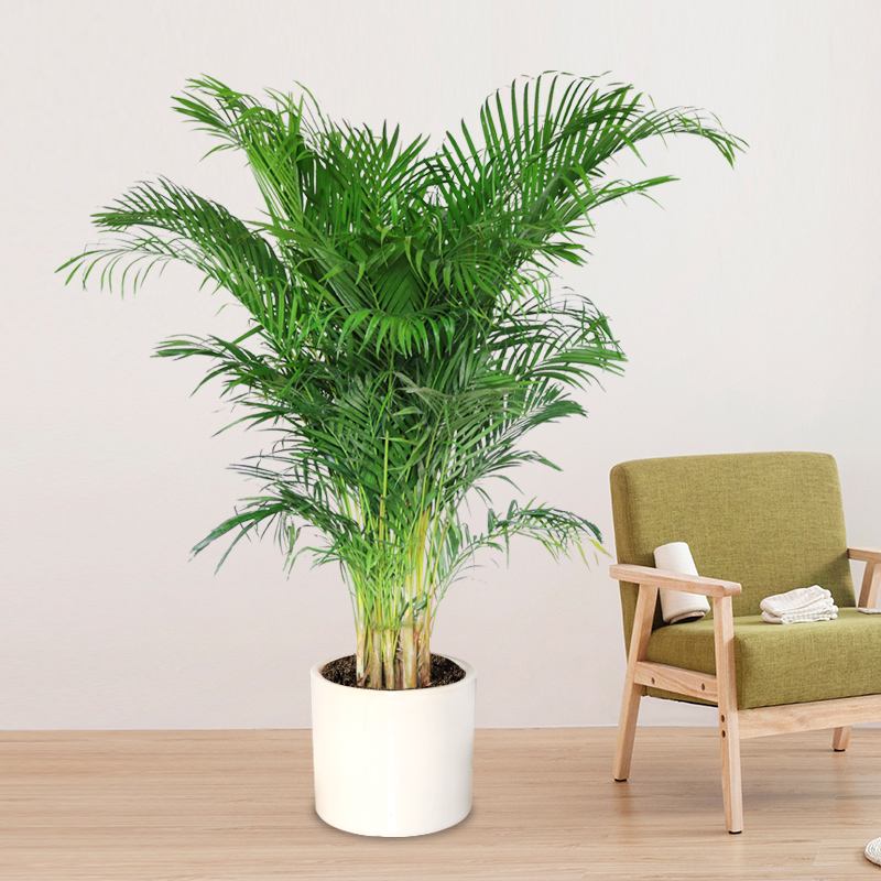 办公室摆件到底该怎样摆放