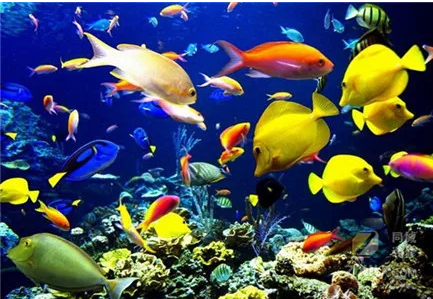 养鱼风水的七大禁忌 养鱼风水的七大禁忌