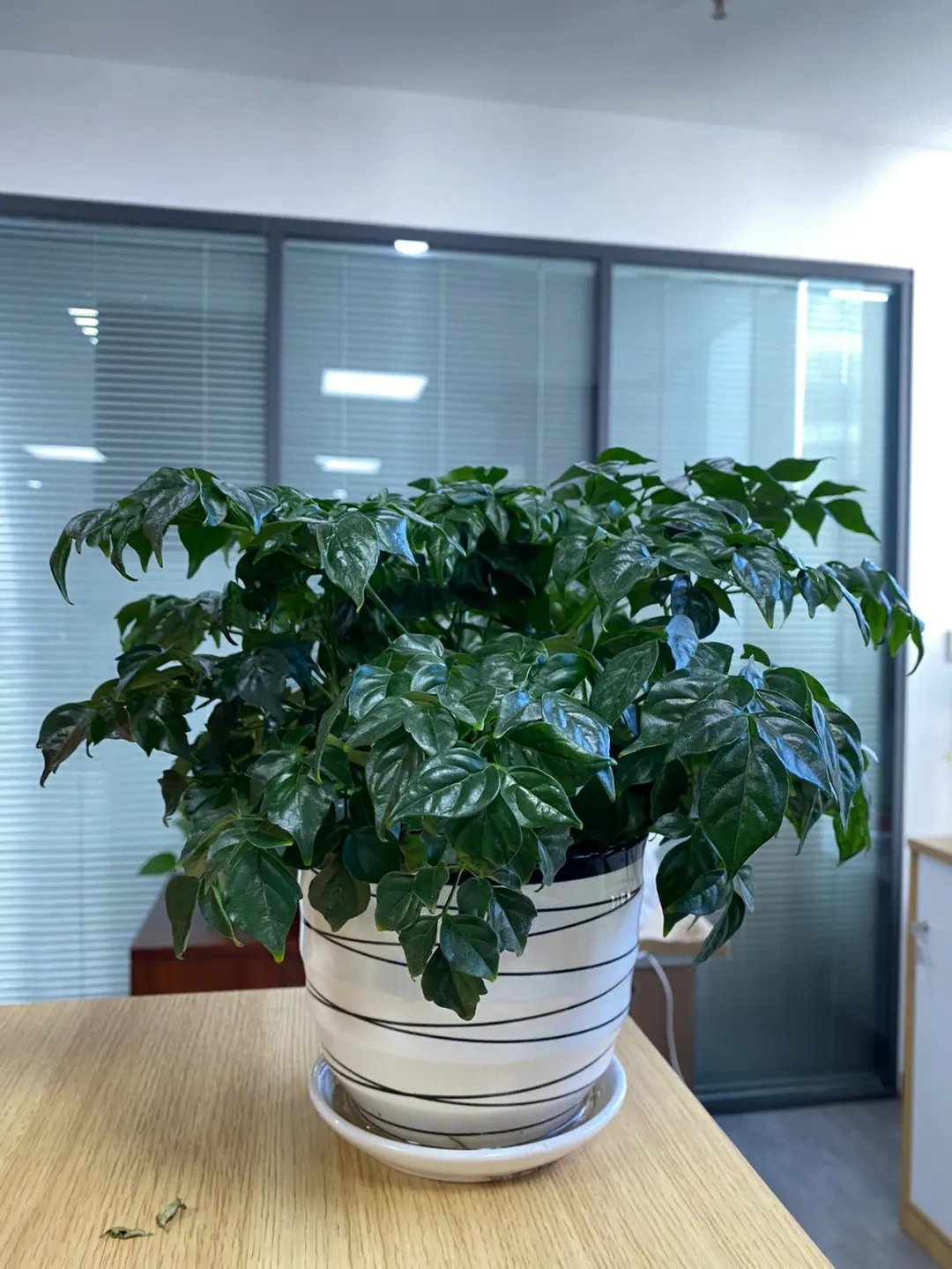 蓬莱松放办公室寓意好