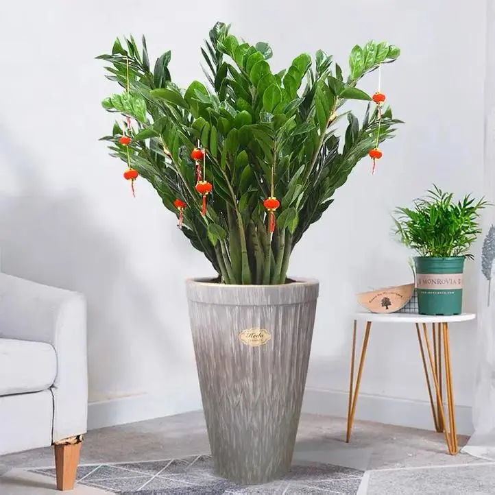 卧室适合养什么花和植物好风水学 卧室适合养什么花和植物好风水学