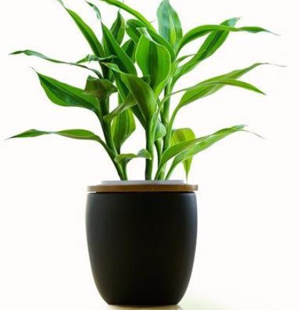 富贵竹风水摆放三不要,富贵竹在家中放哪个位置最旺财-易德轩吉祥商城