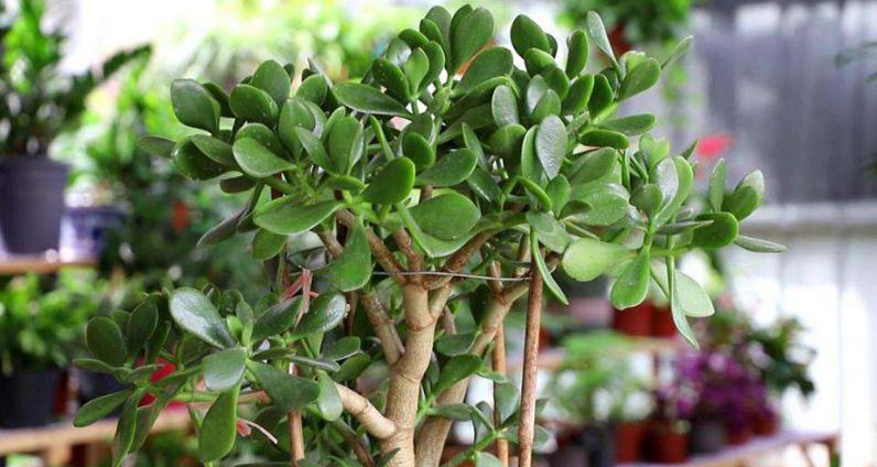 家里摆放什么植物辟邪镇宅招财好?-易德轩风水设计网 家里摆放什么植物辟邪镇宅招财好?-易德轩风水设计网