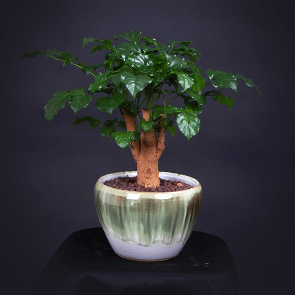 元宝树放在家中这几个地方更旺财