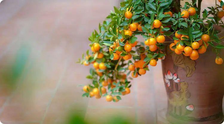 居家风水：财位放什么植物好？-易德轩吉祥网