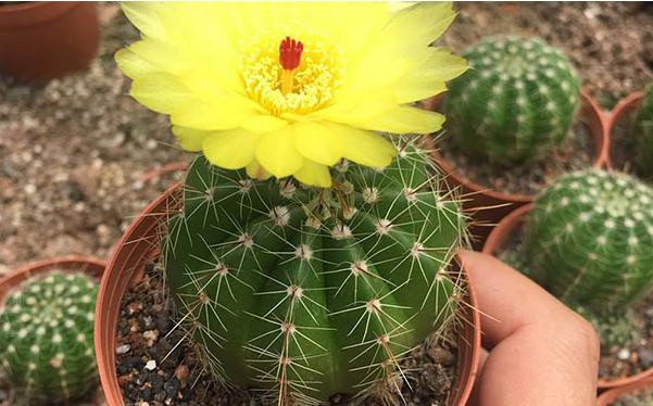 养仙人球风水禁忌,家中养仙人球摆放风水禁忌-易德轩吉祥商城 养仙人球风水禁忌,家中养仙人球摆放风水禁忌-易德轩吉祥商城