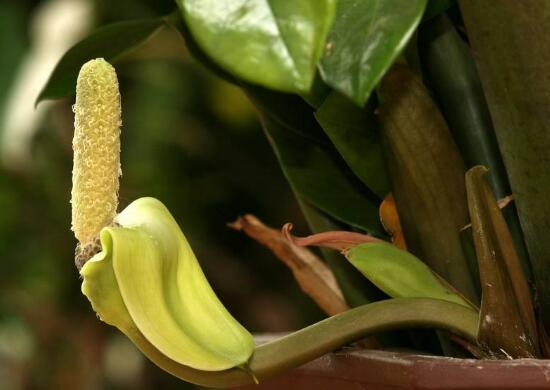 金钱树开花预示什么?有什么寓意及象征-易德轩吉祥商城 金钱树开花预示什么?有什么寓意及象征-易德轩吉祥商城