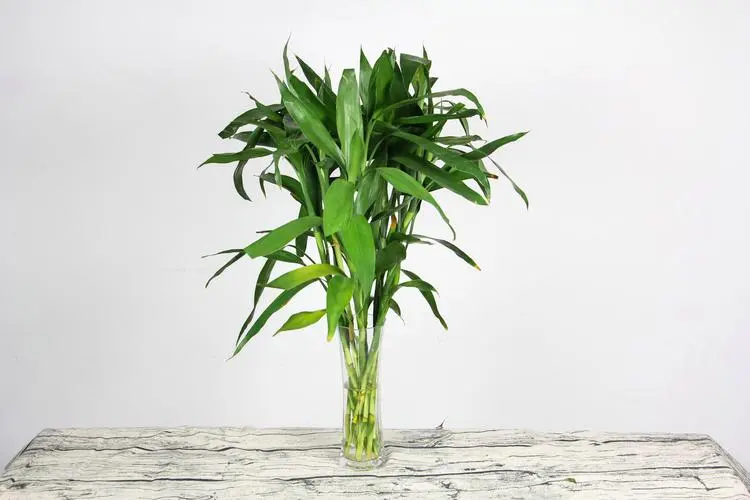     　　玄关風水最旺的摆件 富贵竹放玄关催旺学业运势