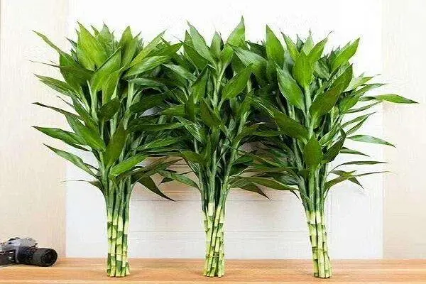 办公室最吉利的绿植 办公室最吉利的绿植