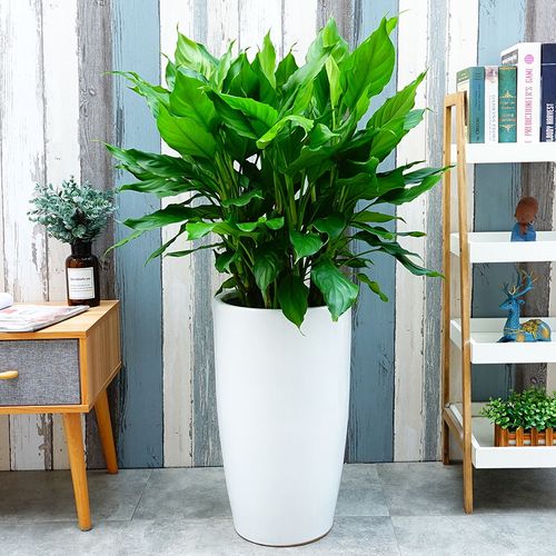 旺财风水让你腰缠万贯不再口袋空空