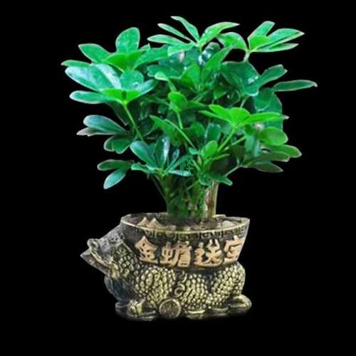 八方来财树气运好吗 八方来财树气运好吗