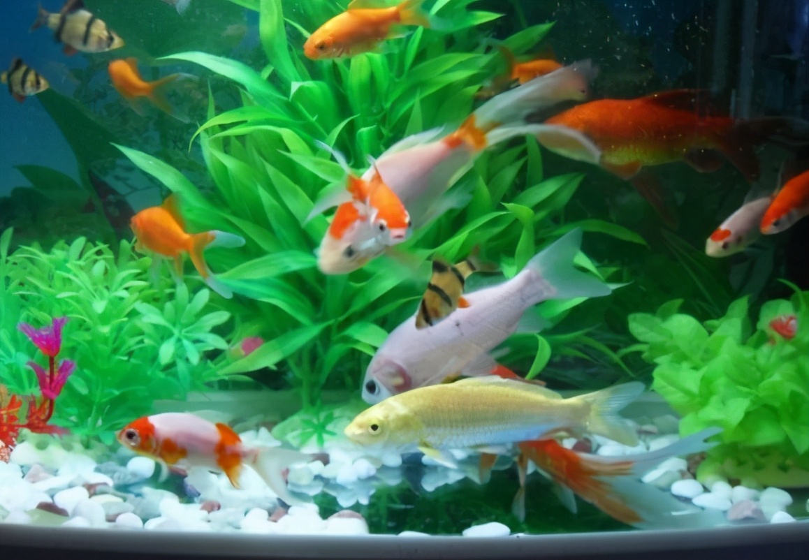 鱼养几条最吉利最旺财养哪些鱼能好运连连