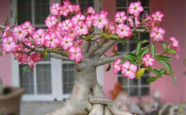 办公室放什么花最旺财(办公室增加财运的4种植物)-易德轩吉祥商城