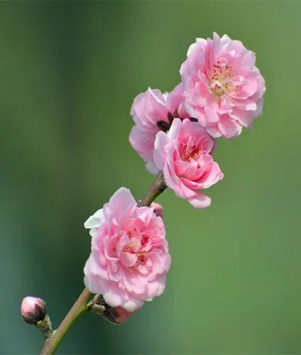     镇宅最吉利的三种花 镇灾避邪 越住与富贵