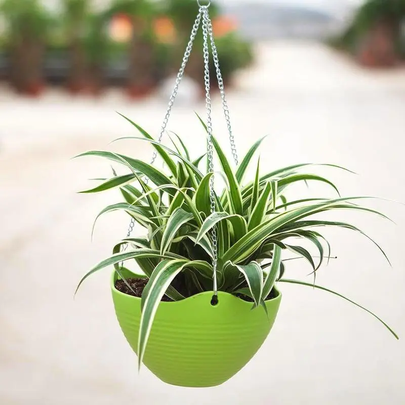 室内最旺宅的植物