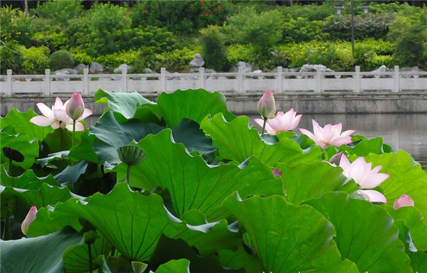 行走于社会中 十二星座里哪些星座是活得最累的？ - 易德轩吉祥物商城