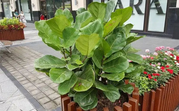 琴叶榕是一种小灌木，在风水中有着提高财气、好运、如意、聚财、旺宅、镇宅的吉利效果，把它摆放家中有旺丁旺宅的作用，甚至还可以调养心性等。所以它能够摆放在家中饲养，并且自身无毒无害，所以任何人都能够饲养，不存在啥风水大忌的属相。