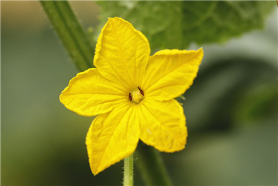 家里摆放假花好不好?客厅千万不要摆放假花-易德轩吉祥商城