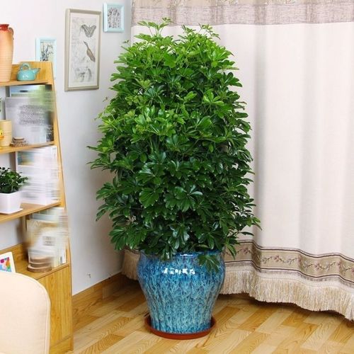 办公桌旁边放什么植物好宜养活力植物