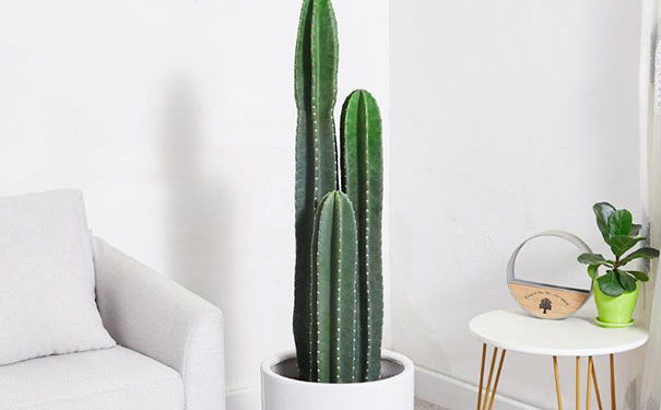 室内镇宅旺宅招财植物盘点,镇宅的花卉绿植有哪些?-易德轩吉祥商城