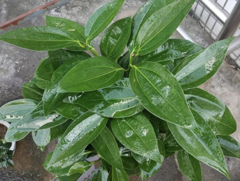 客厅养什么花好旺财，适合客厅的旺财植物-易德轩吉祥商城