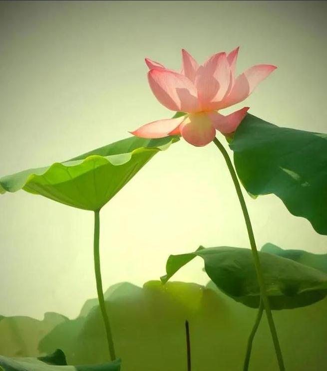 家里养龟有什么忌讳-易德轩吉祥商城