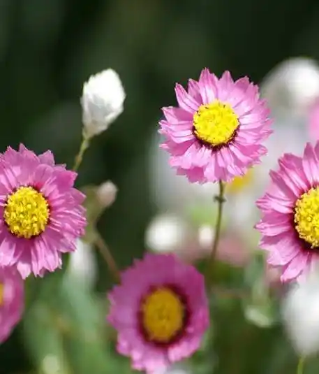 人生期许与太岁化解口诀解析、应对方法及仪式注意要点