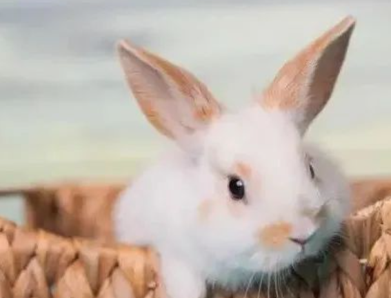 生肖兔的死对头是什么生肖