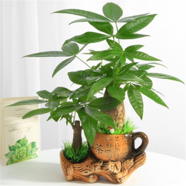客厅适合摆放的十大植物(10种绿植旺财又旺宅)-易德轩吉祥商城