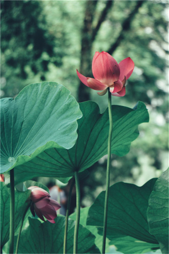 客厅摆放什么植物好,客厅摆放植物有何禁忌?-易德轩吉祥商城 客厅摆放什么植物好,客厅摆放植物有何禁忌?-易德轩吉祥商城