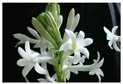 家里可摆放的风水招财摆件 家里可摆放的风水招财摆件