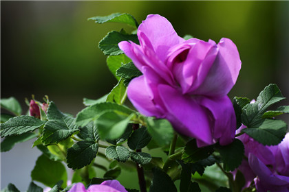 关于庭院的风水大全-易德轩吉祥商城