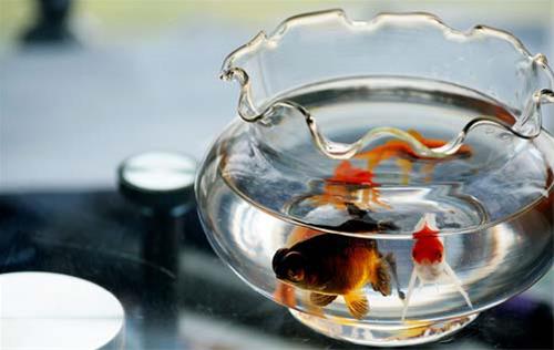催财风水布局助你日进斗金 鱼缸旺财法