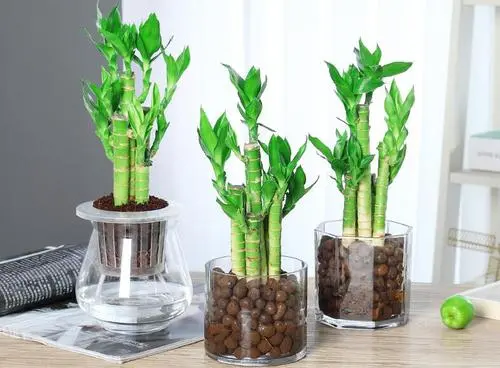 开门见什么最有财运和吉利？