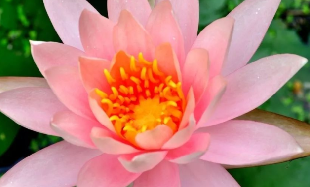 明年偏财运的三大生肖