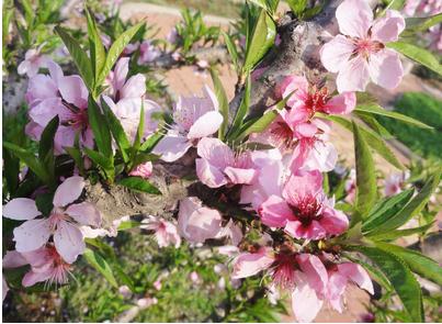 你了解桃花运多少呢？咸池桃花如何化解?-易德轩吉祥商城