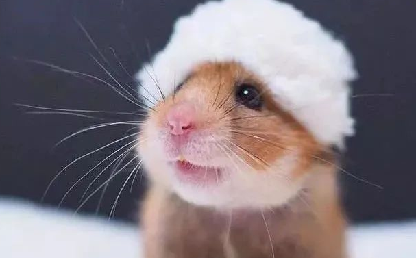 生肖鼠的贵人和小人是谁